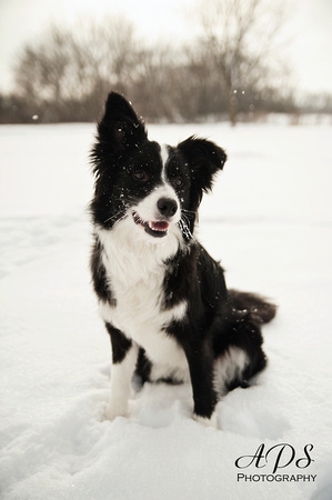Cute Border Collie puppy playing in the snow