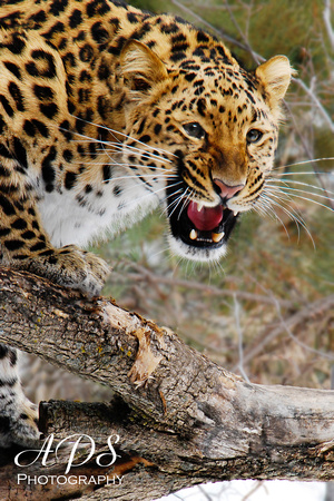 Fierce Amur Leopard Rawr