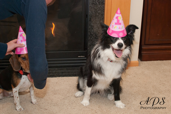 Cute Border Collie puppy celebrating 1st birthday
