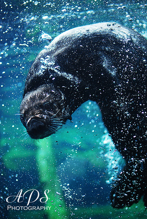 Russian sea otter playing under water