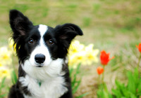 Cute Border Collie Puppy playing in the Flowers