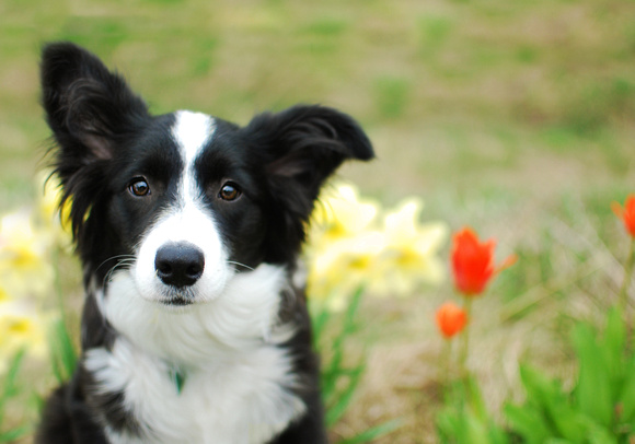 Cute Border Collie Puppy playing in the Flowers